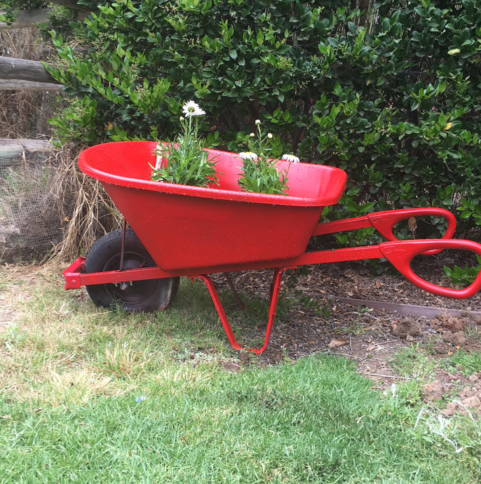 In the Garden
