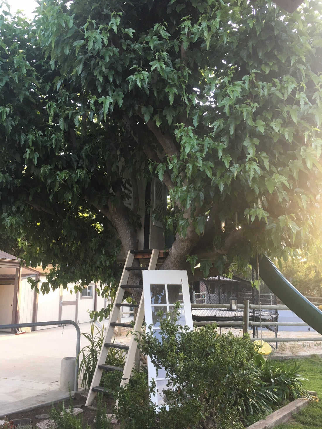 How to Grow a Tree House