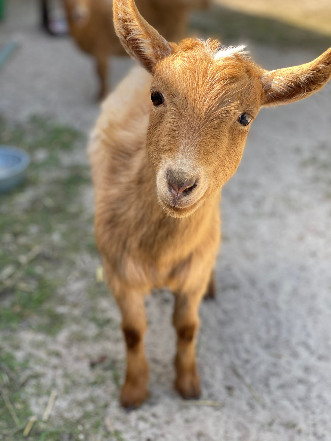 The Creative Farm Girl Earns Her Name (Finally)