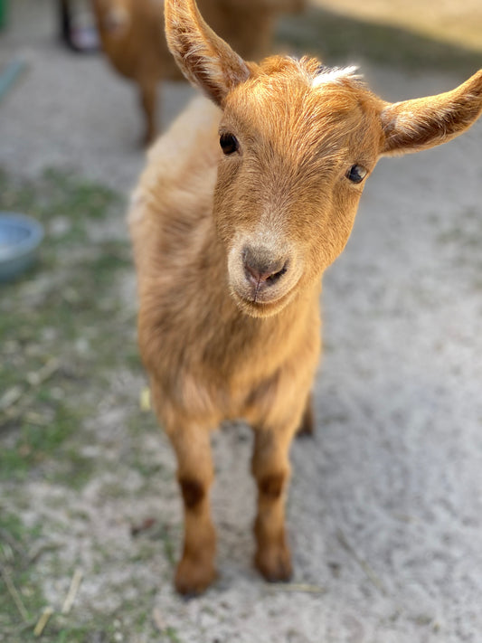 The Creative Farm Girl Earns Her Name (Finally)