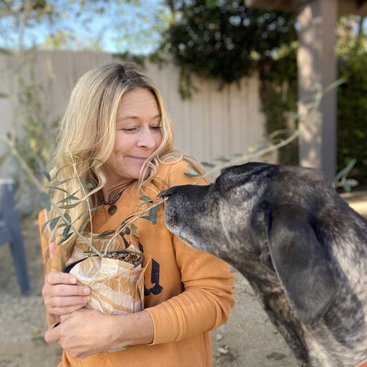 When the Indoor Plant Moves On (Part 2)