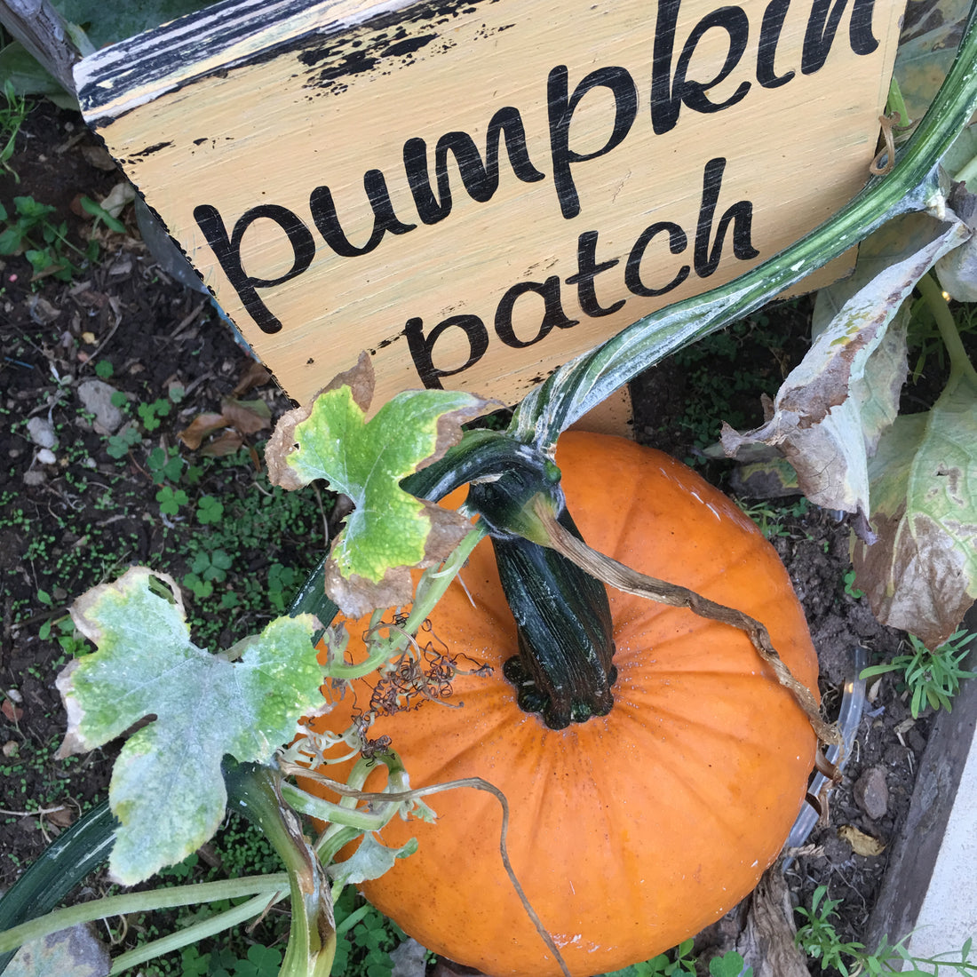 My VERY OWN Pumpkin that Grew in My VERY OWN Garden