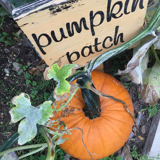 My VERY OWN Pumpkin that Grew in My VERY OWN Garden